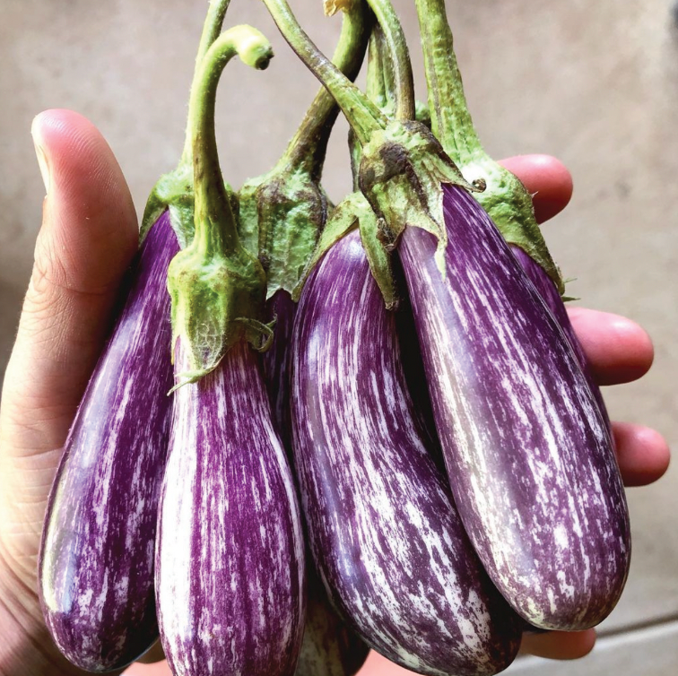 ROASTED EGGPLANT SPREAD Bloomsbury Farm TN